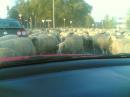 Angriff der Schafe